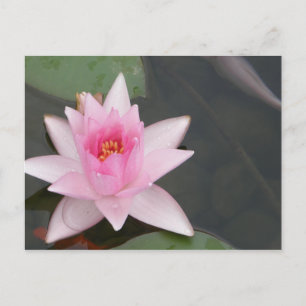 Lotus Blume/Wasserlilie Postkarte