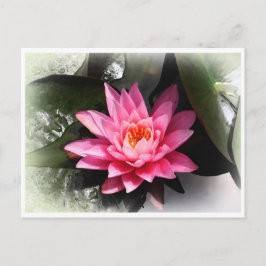 Lotus Blume, Wasserreflektion / Natur Asien Postkarte