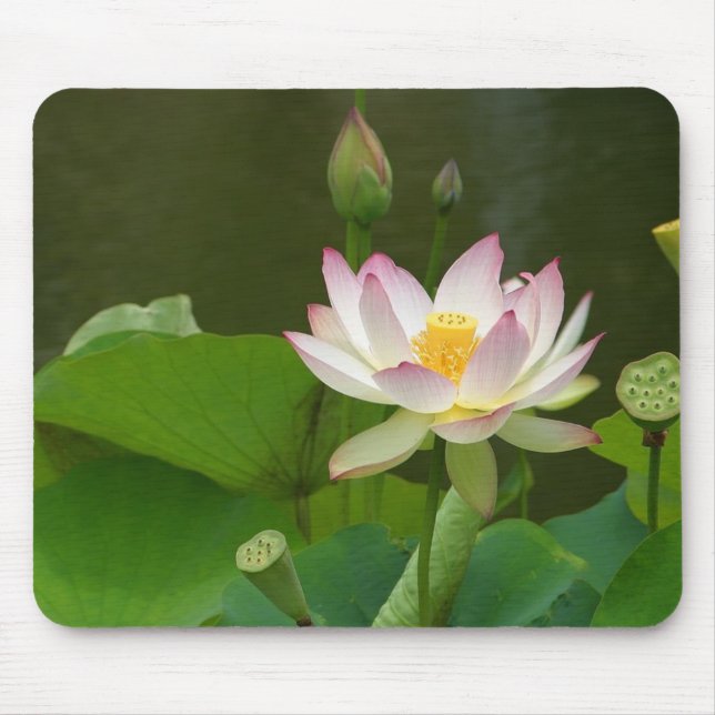 Lotus-Blüte Mousepad (Vorne)