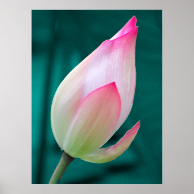 Lotus Bud Tranquility Poster (Vorne)