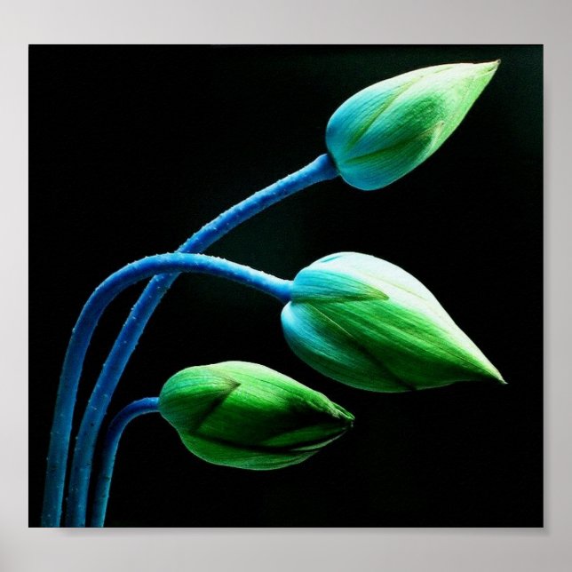Lotus Buds Poster (Vorne)