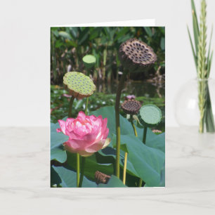 Lotus et Pods roses - Carte de voeux