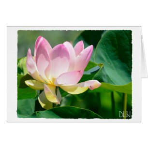 Lotus Flower/Floral Art/