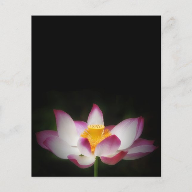 Lotus Flower Fotografy Great Yoga Om Geschenk! Flyer (Vorne)