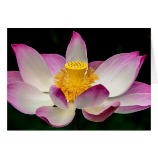 Lotus Flower Photography Super Yoga Om Gift!