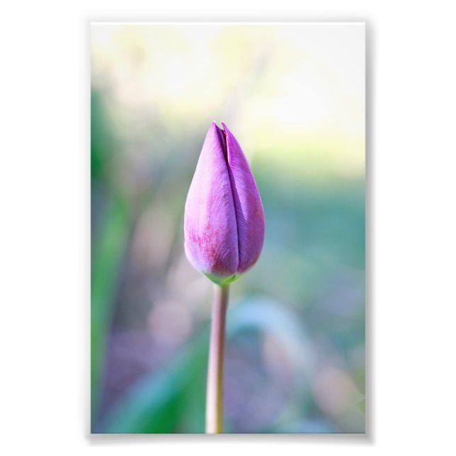 Lotus Fotodruck (Vorne)