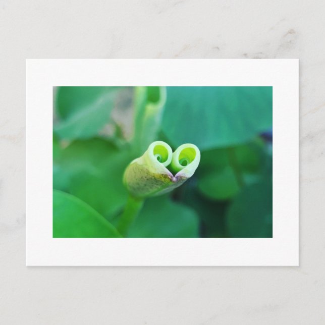 Lotus Heart ポストカード Postkarte (Vorderseite)