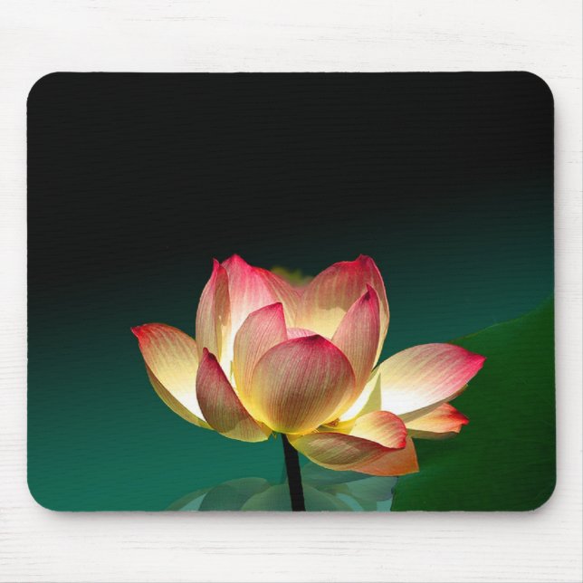 Lotus in voller Blüte, mousepad (Vorne)