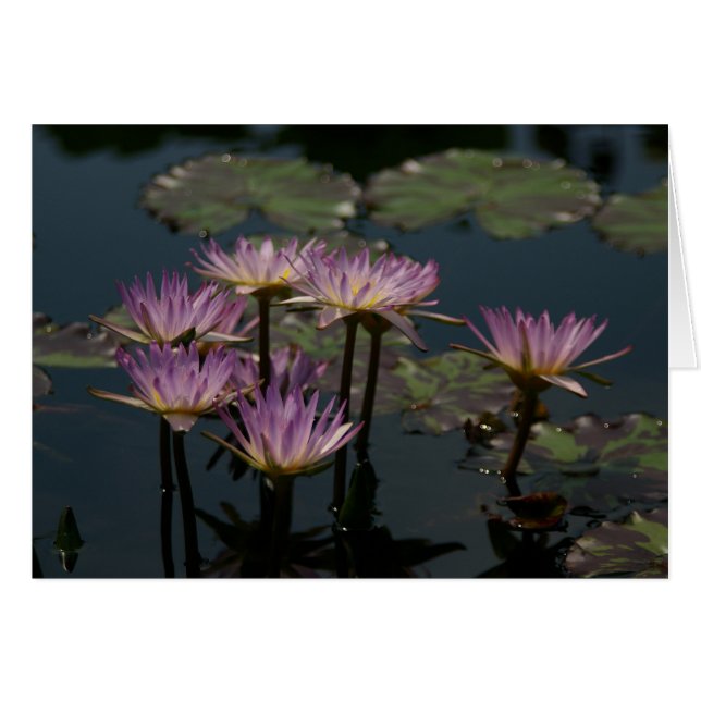 Lotus Nymphéas Violets (Devant horizontal)