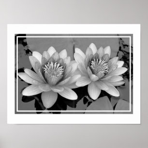Lotus-Plakat zur Floating-Wasserlilie Poster
