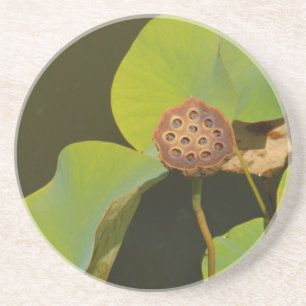 Lotus Pod und Lilly Pad Sandstein Untersetzer