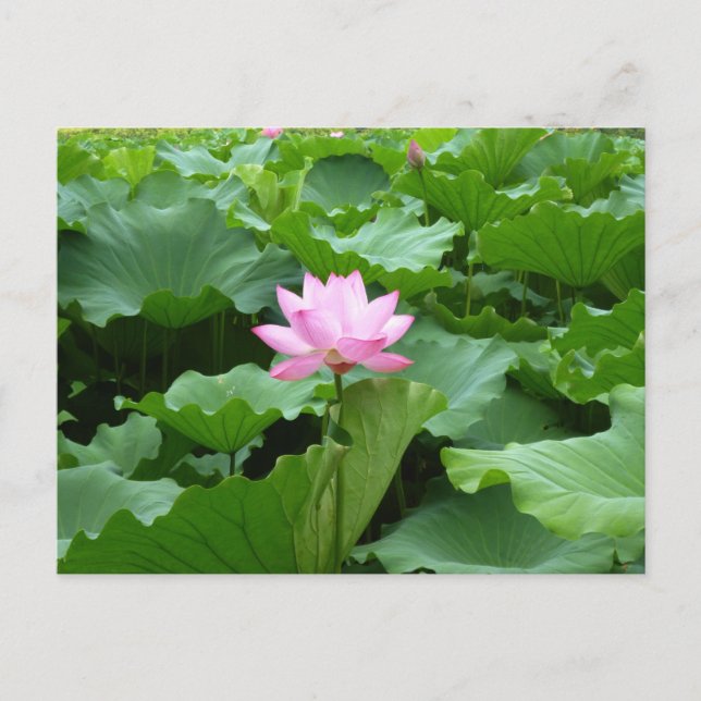Lotus Post Card Postkarte (Vorderseite)