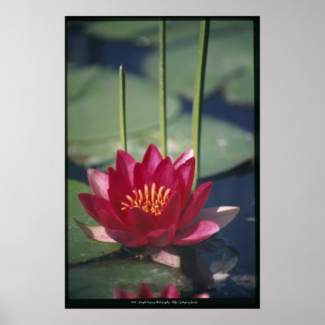Lotus Poster (Vorne)