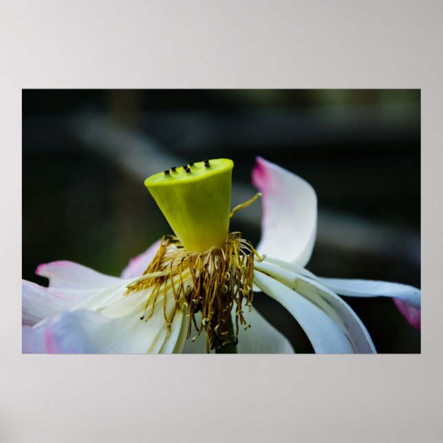 Lotus Poster (Vorne)