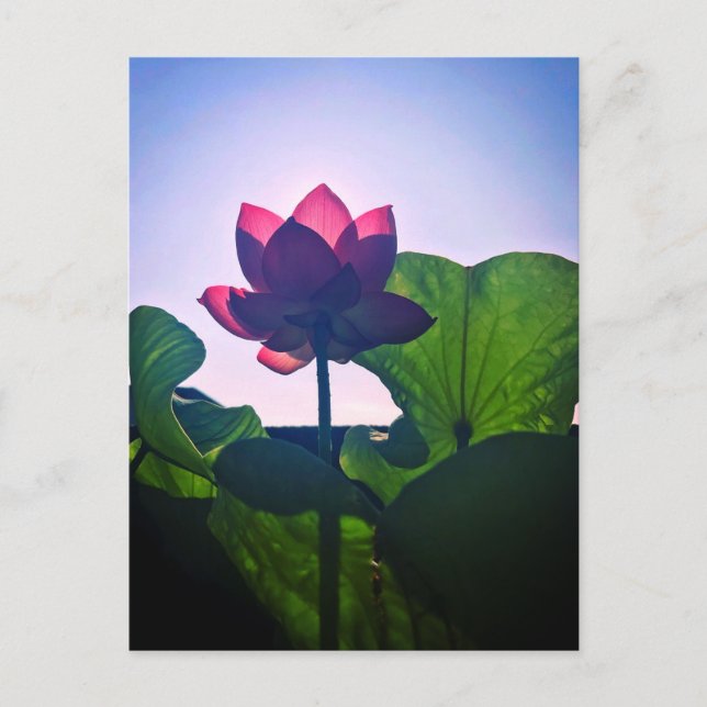 Lotus Postkarte (Vorderseite)