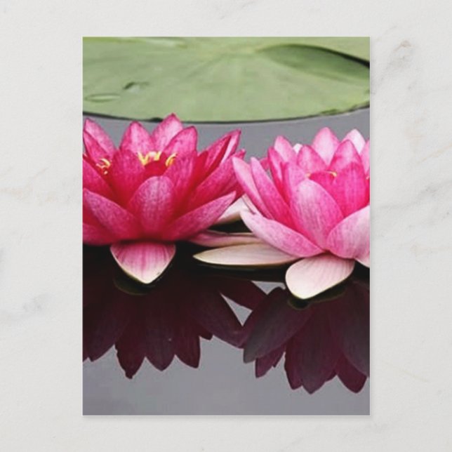 Lotus Postkarte (Vorderseite)