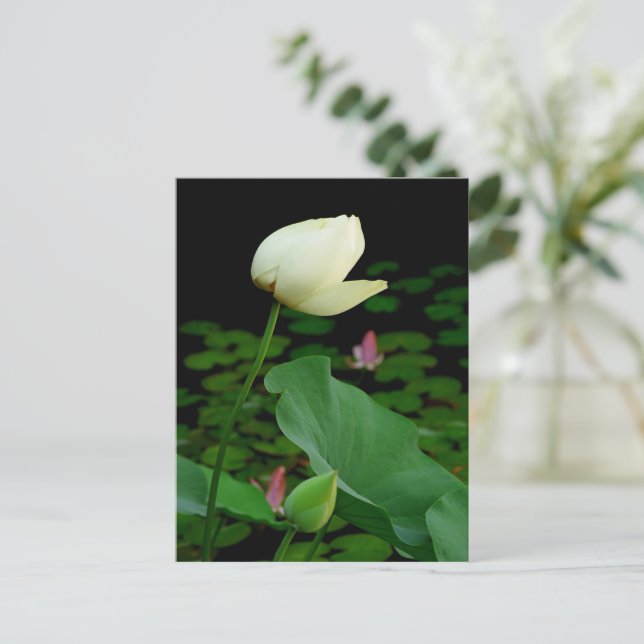 Lotus Postkarte (Stehend Vorderseite)