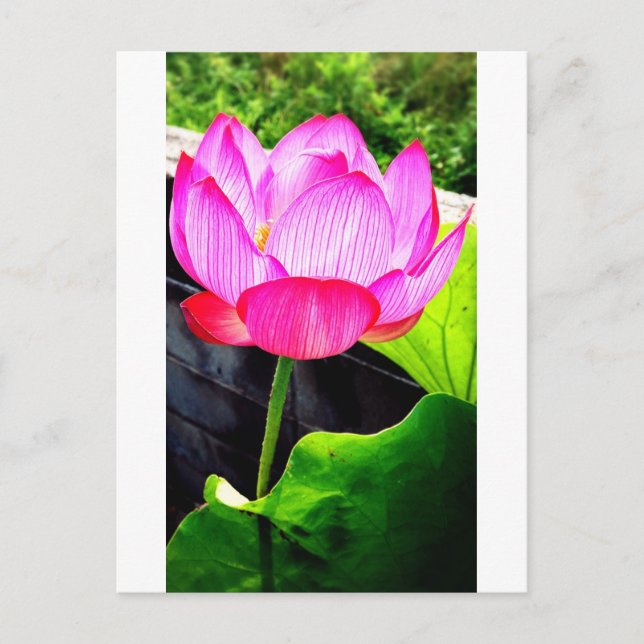 Lotus Postkarte (Vorderseite)