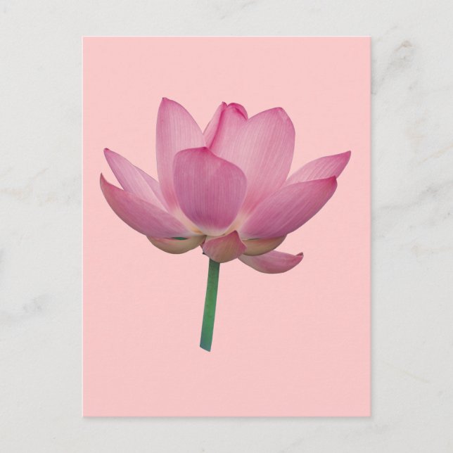 Lotus Postkarte (Vorderseite)