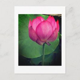 Lotus Postkarte