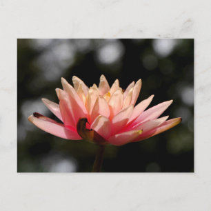 Lotus Postkarte