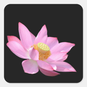 Lotus Quadratischer Aufkleber