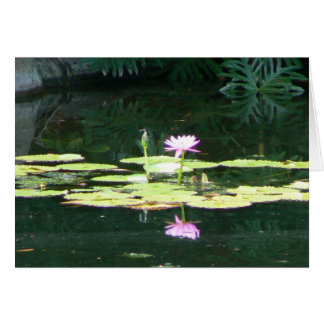 Lotus-Reflexionen