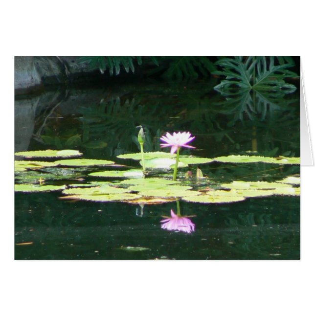 Lotus-Reflexionen (Vorderseite (Horizontal))