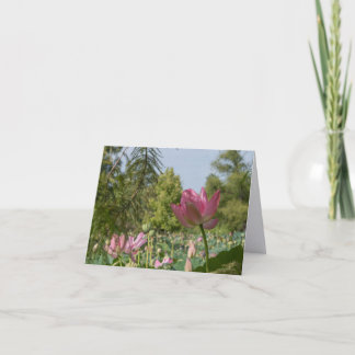 Lotus Rose | Le Retour : Les Semaines du Jardin