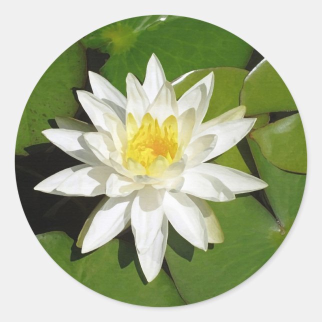 Lotus Sticker (Vorderseite)