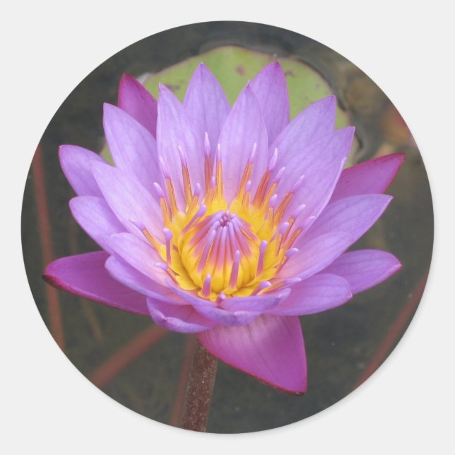 Lotus Stickers (Vorderseite)
