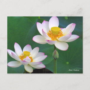 Lotus "Suihiren" ポ [Postkarte] ス ト ド Postkarte
