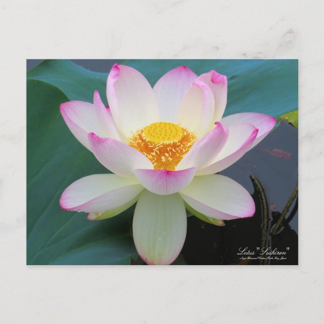 Lotus "Suihiren":Postkarte Postkarte (Vorderseite)