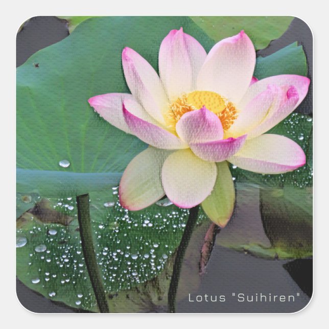 Lotus "Suihiren" Quadratischer Aufkleber (Vorderseite)