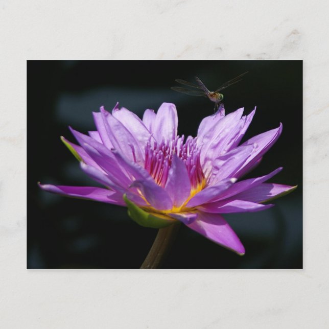 Lotus und Dragonfly Postkarte (Vorderseite)