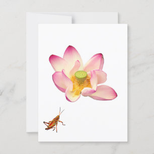 Lotus und Grasshopper Postkarte
