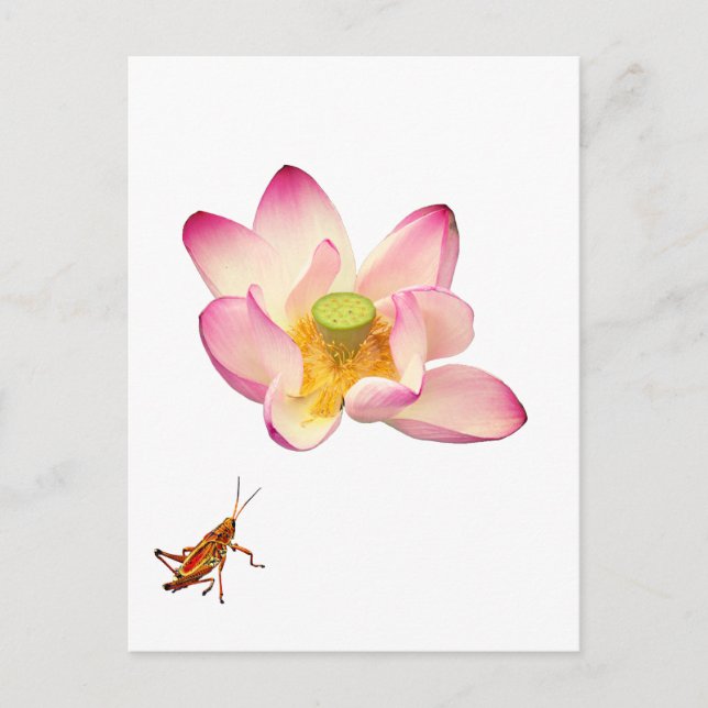 Lotus und Grasshopper Postkarte (Vorderseite)