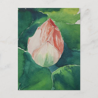Lotus vival postkarte