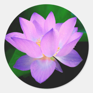 Lotus Wasser romantische Datum Brautfrieden Liebe Runder Aufkleber