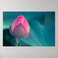 Lotus Water Lily Blume