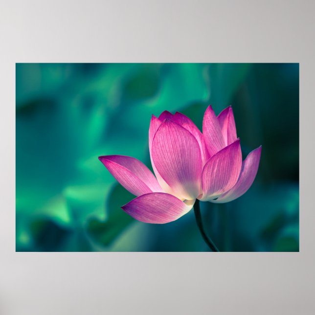 Lotus Water Lily Blume Poster (Vorne)