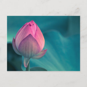 Lotus Water Lily Blume Postkarte