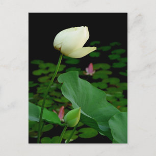 Lotus Water Lily Bud Postkarte