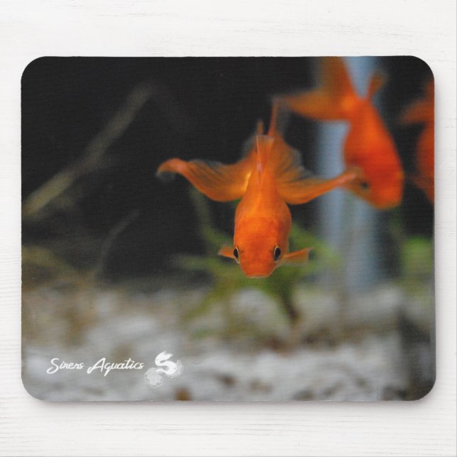 Lotusfantail-orange Goldfisch Mousepad (Vorne)