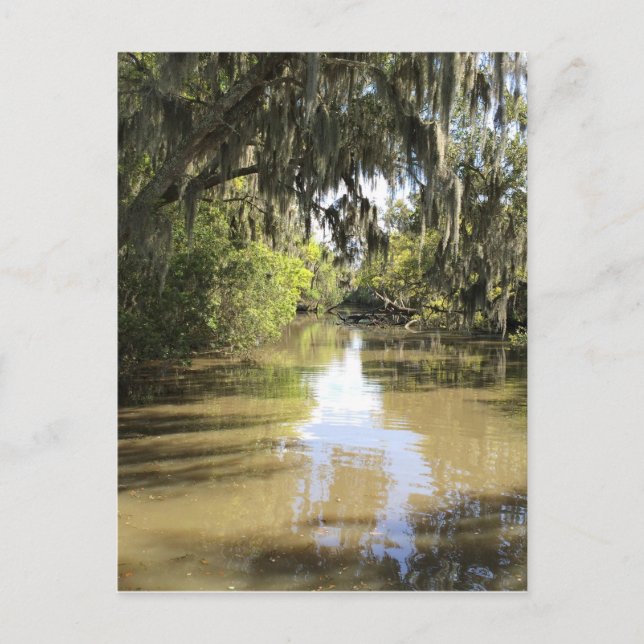 Louisiana Bayou Postkarte (Vorderseite)
