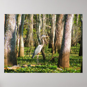 Louisiana Bird in Swamp Poster