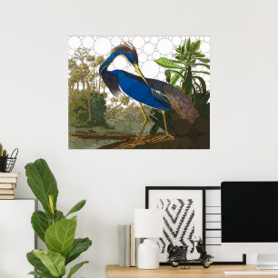 Louisiana Blue Heron von After John James Audubon Poster