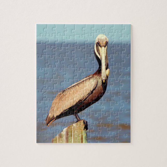 Louisiana Brown Pelican 4.jpg (Vertikal)