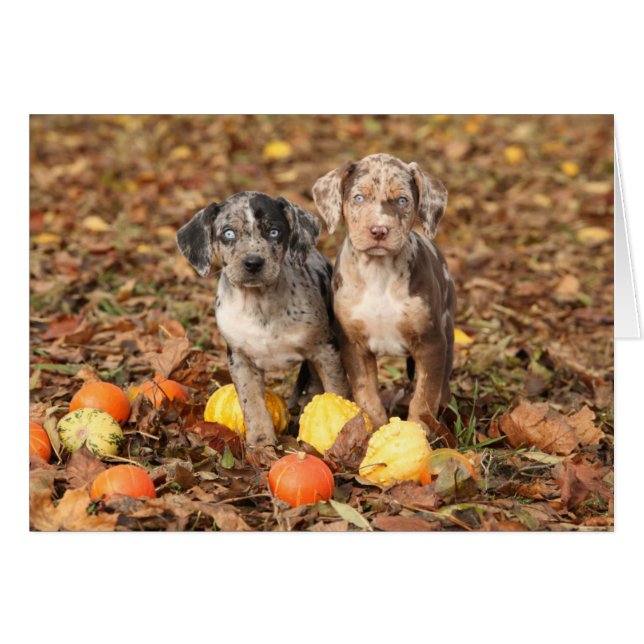 Louisiana Catahoula Welpen mit Pumpkins (Vorderseite (Horizontal))