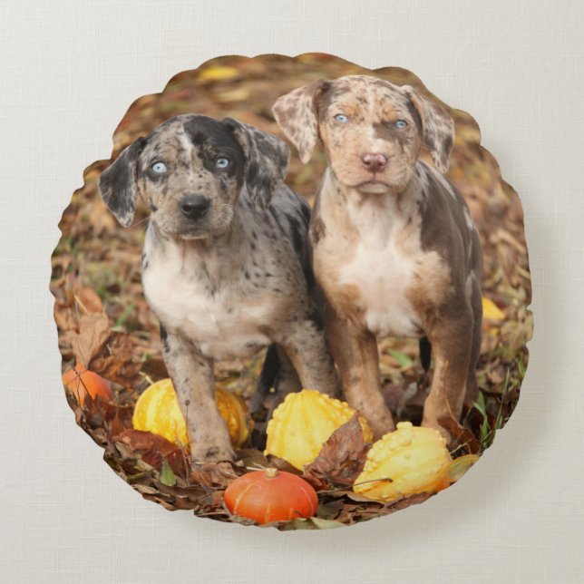 Louisiana Catahoula Welpen mit Pumpkins Rundes Kissen (Vorderseite)